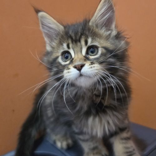 Chatons maine coon loof à réserver