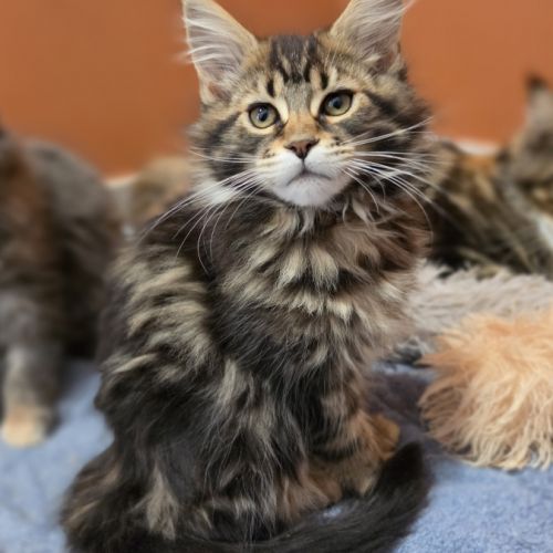 Chatons maine coon loof à réserver #0