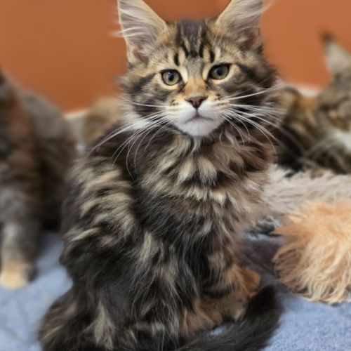 Chatons maine coon loof à réserver #2