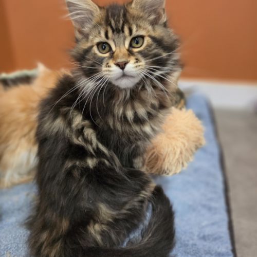 Chatons maine coon loof à réserver #5