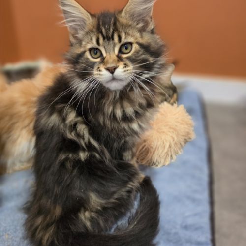 Chatons maine coon loof à réserver #6