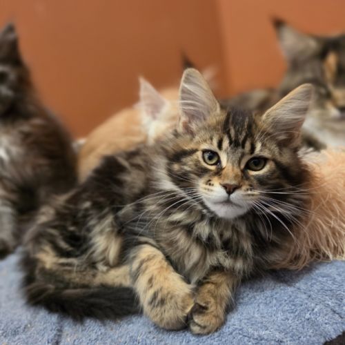 Chatons maine coon loof à réserver #8