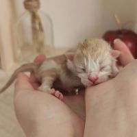 Chatons maine coon loof à réserver #2