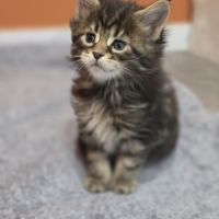 Chatons maine coon loof à réserver #4