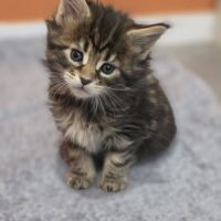 Chatons maine coon loof à réserver #5