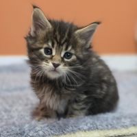 Chatons maine coon loof à réserver #6