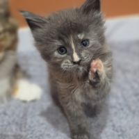 Chatons maine coon loof à réserver #10