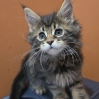 Chatons maine coon loof à réserver