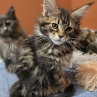 Chatons maine coon loof à réserver #3