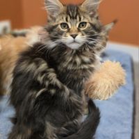 Chatons maine coon loof à réserver #4