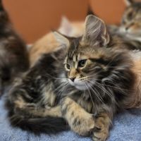 Chatons maine coon loof à réserver #7