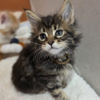 Chatons maine coon loof à réserver