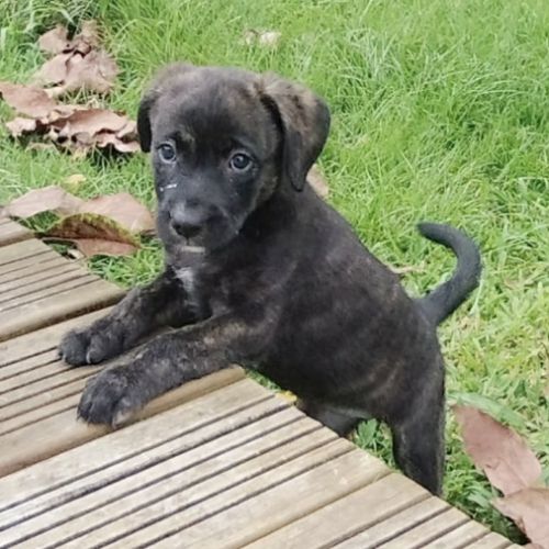 Boo l'exploratrice #4