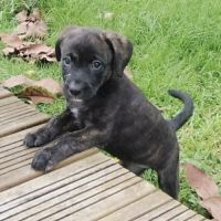 Boo l'exploratrice #4