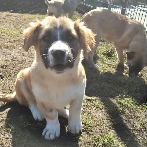 Luck à l'adoption #2