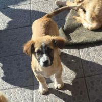 Luck à l'adoption #3