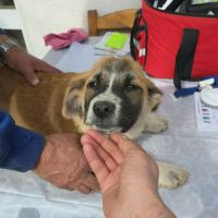 Luck à l'adoption #4