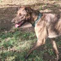 Haru abandonné cherche sa nouvelle famille #6