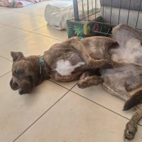 Haru abandonné cherche sa nouvelle famille