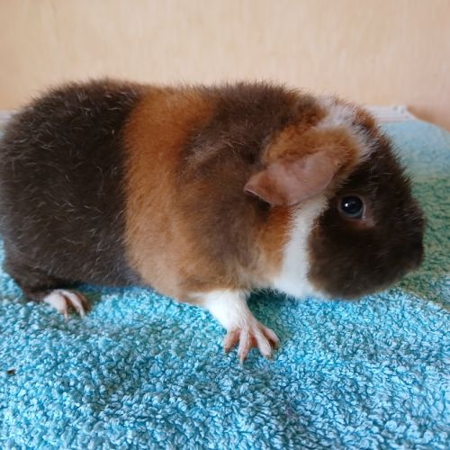 Petits frères cochons d'inde us teddy pure race #2