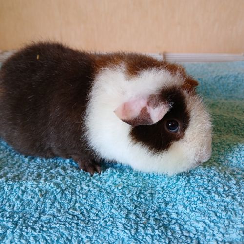 Petits frères cochons d'inde us teddy pure race #0