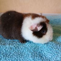 Petits frères cochons d'inde us teddy pure race