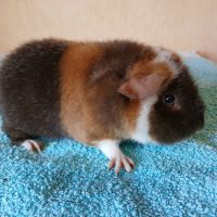 Petits frères cochons d'inde us teddy pure race #2