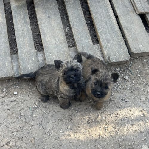 Chiots cairn terrier #1