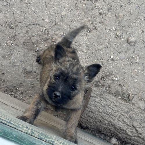 Chiots cairn terrier #2