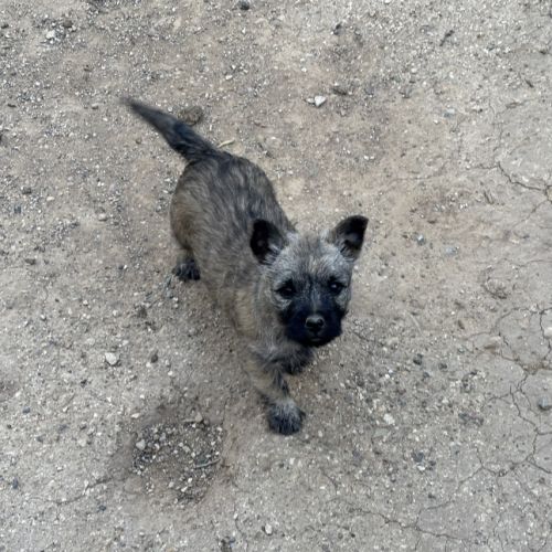 Chiots cairn terrier #3