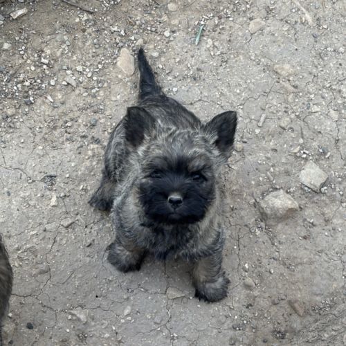Chiots cairn terrier #5