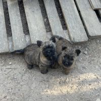 Chiots cairn terrier #1