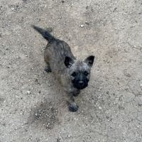 Chiots cairn terrier #3