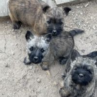 Chiots cairn terrier