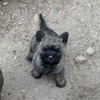 Chiots cairn terrier #5