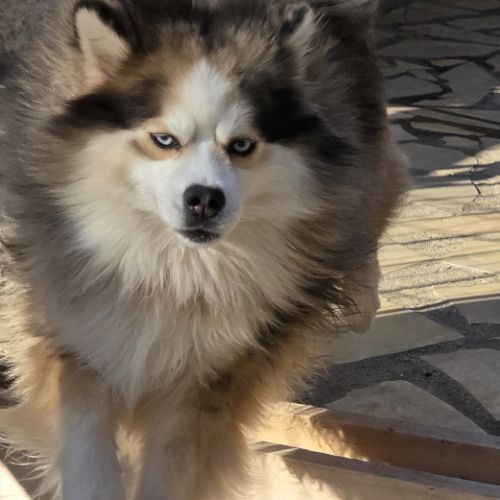 Pomsky f3 mâle #1