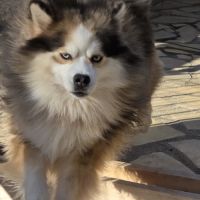 Pomsky f3 mâle #1