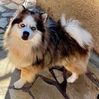 Pomsky f3 mâle #3