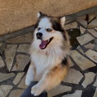 Pomsky f3 mâle #0