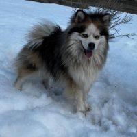 Pomsky f3 mâle #6