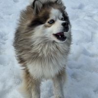 Pomsky f3 mâle #8