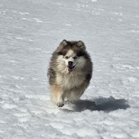 Pomsky f3 mâle #9