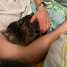 Chat nami à l adoption #3