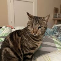 Chat nami à l adoption #0