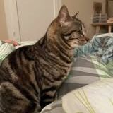 Chat nami à l adoption #2