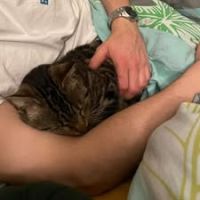 Chat nami à l adoption #3