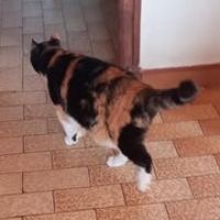 Chat mimine à l adoption #0