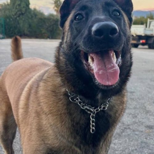 Chien vanille à l adoption