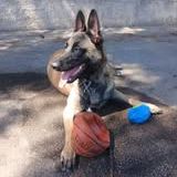 Chien vanille à l adoption #2