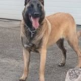 Chien vanille à l adoption #3